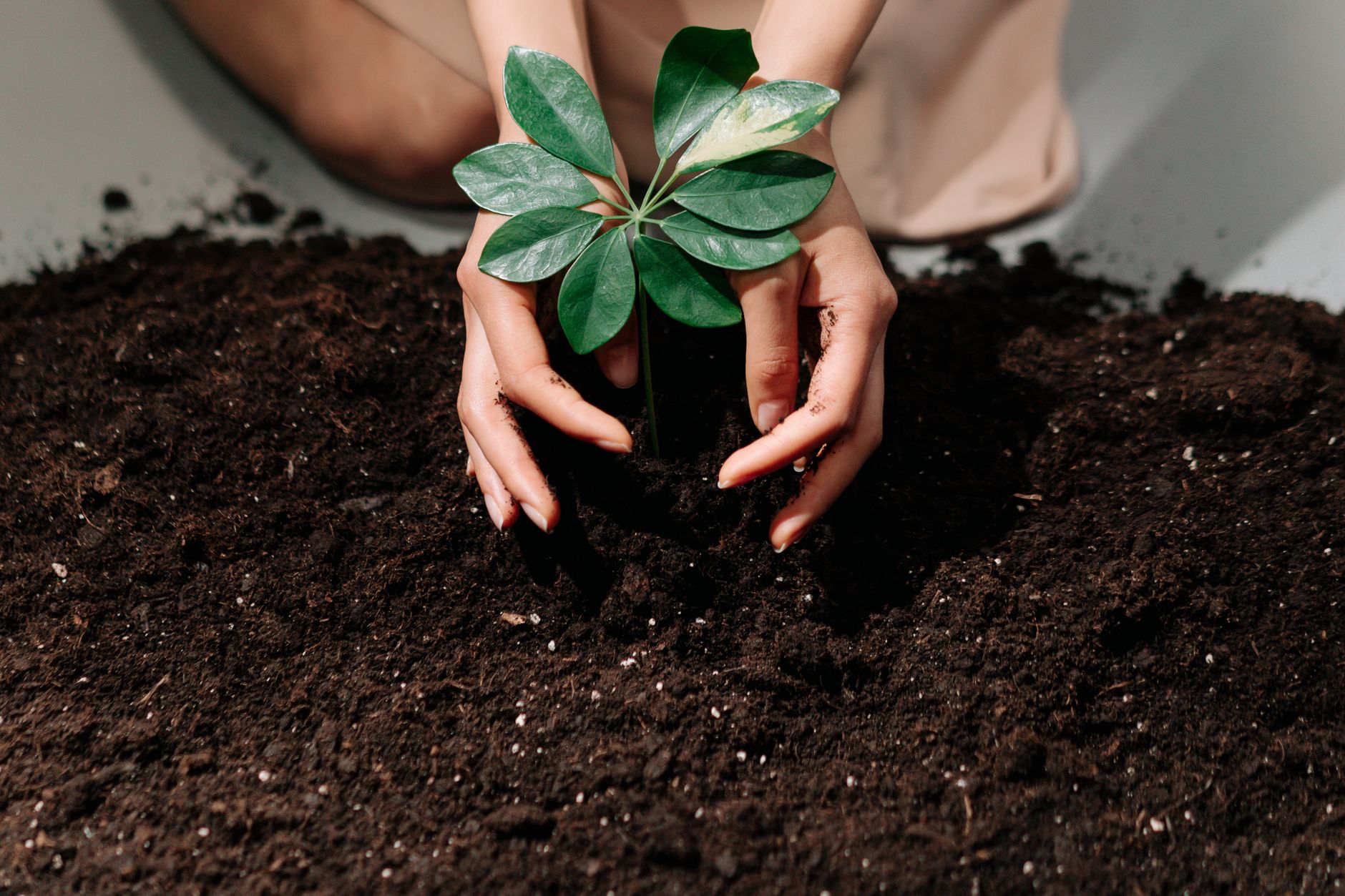 Close-up of dark, crumbly garden soil held in cupped hands
