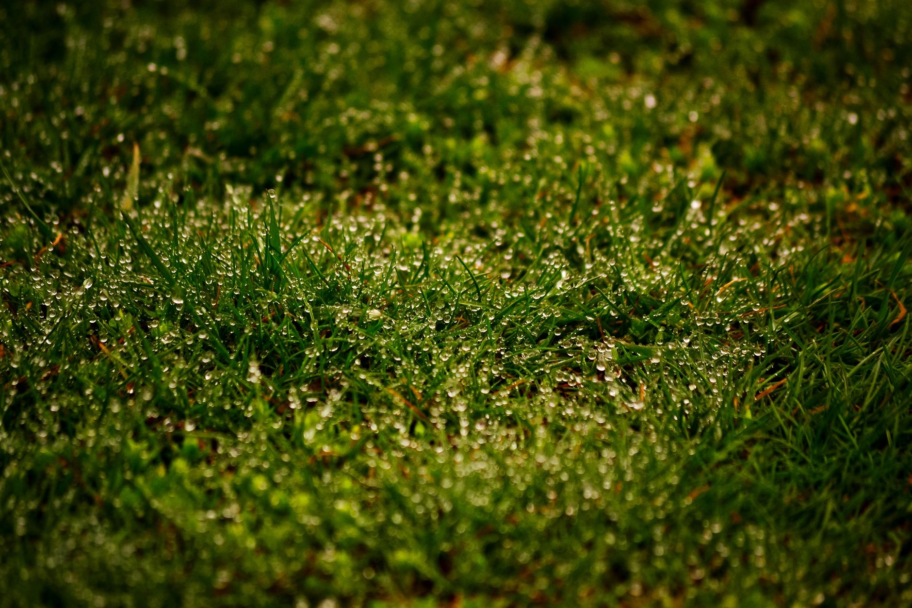 Garden sprinkler watering a green lawn in daylight