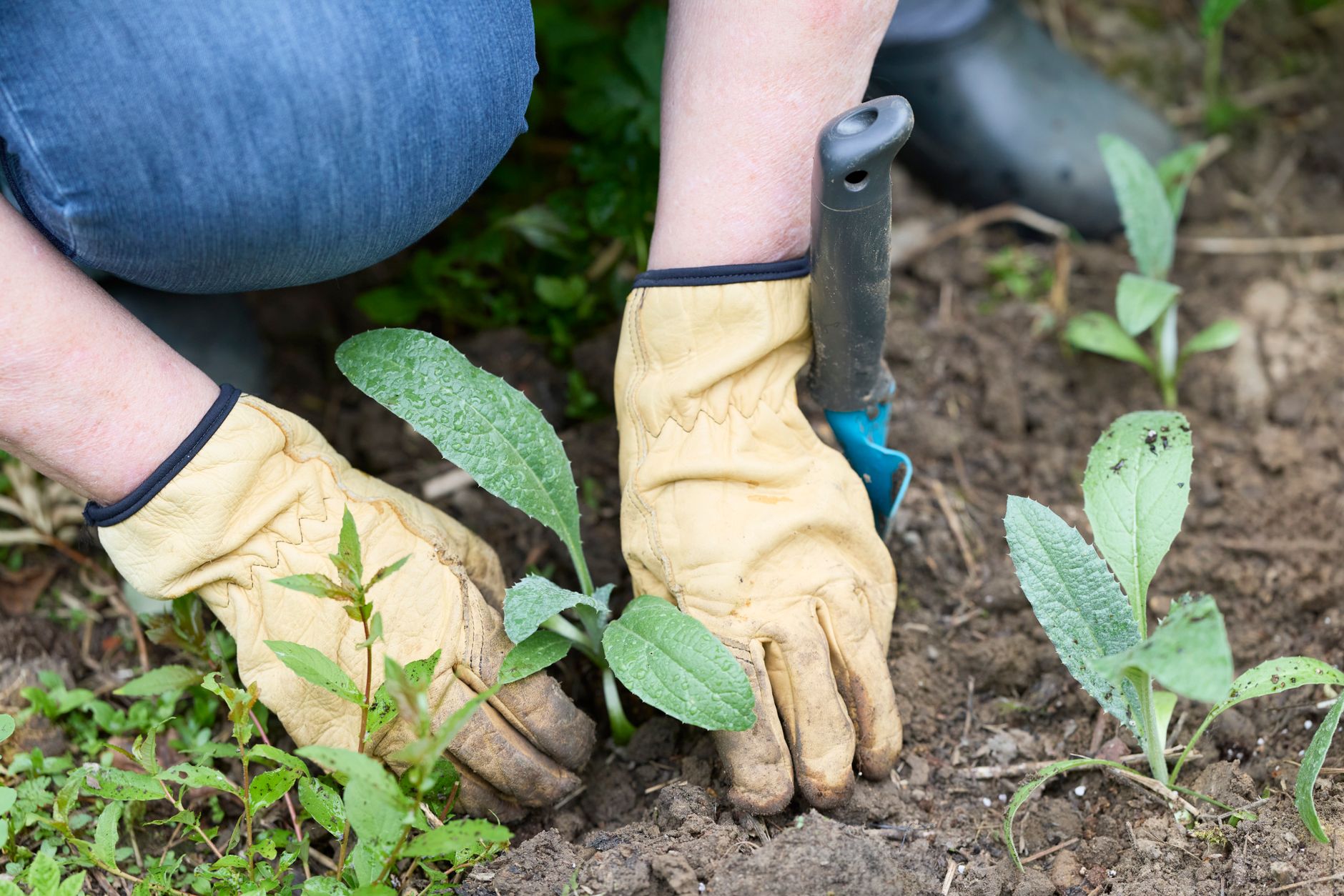 A garden bed with cracked, dry soil beneath wilting plants under bright sun