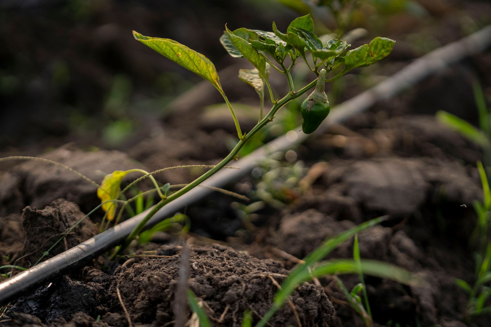 Close-up of dark, crumbly organic soil with visible plant roots and earthworms in a garden bed