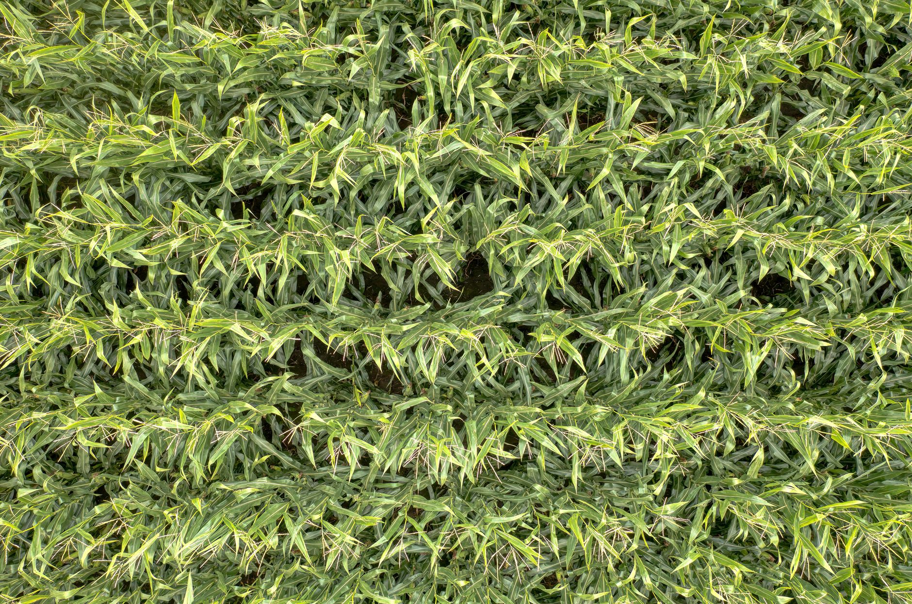 Two rows of crops growing together in a farm field, one newly sprouted beneath the taller stalks of an older crop