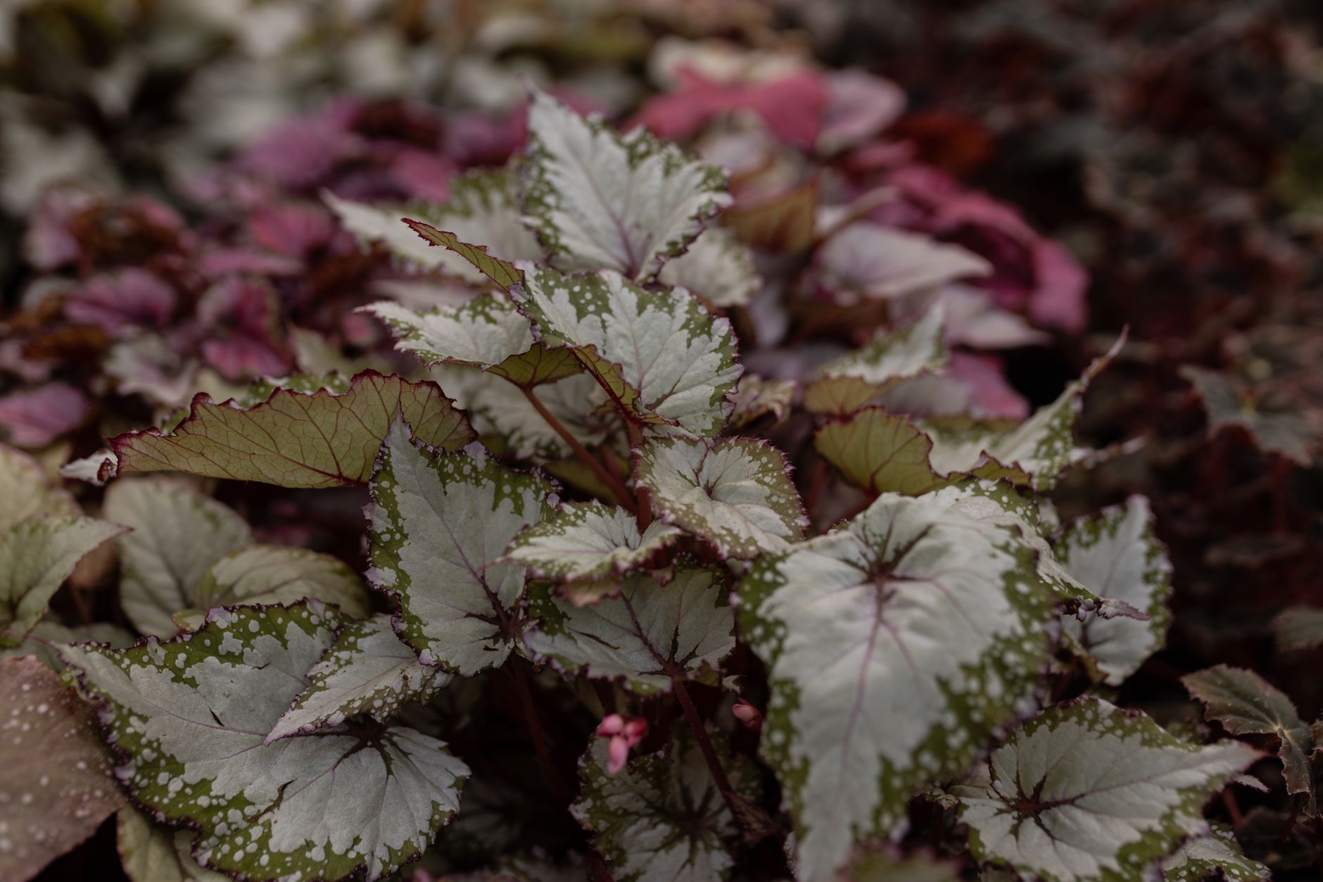 Pink and green begonia flowers growing in a garden bed