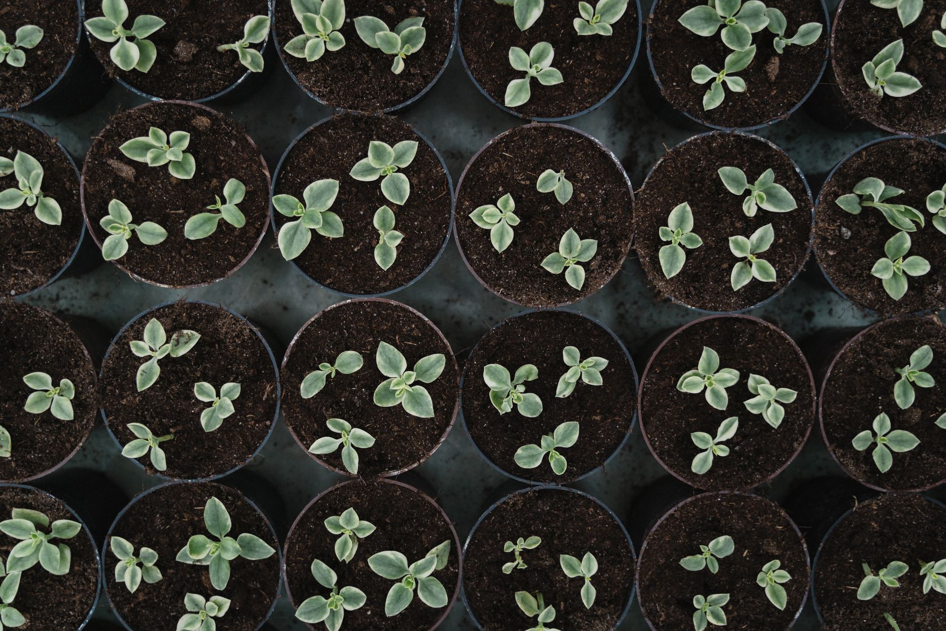 Close-up of dark, crumbly garden soil held in cupped hands