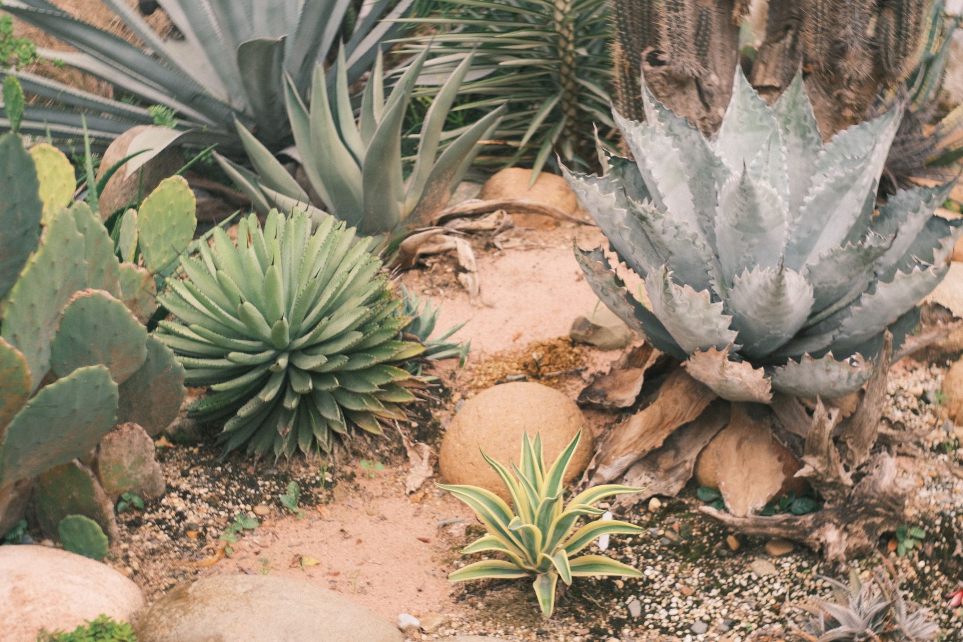 A dry garden bed planted with silvery succulents and ornamental grasses beside a gravel pathway