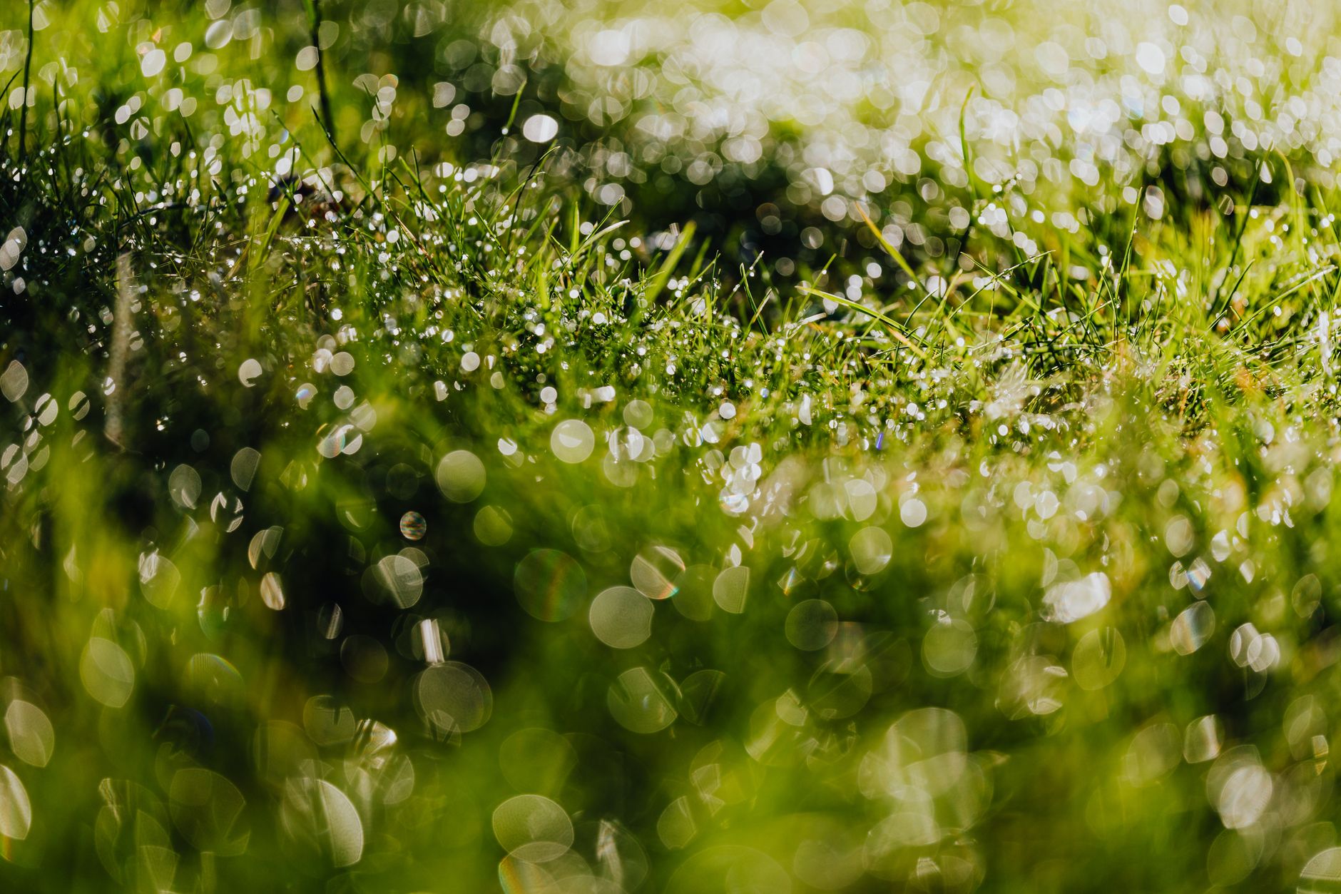 A person mowing a lawn with patches of green and brown grass showing recovery from drought