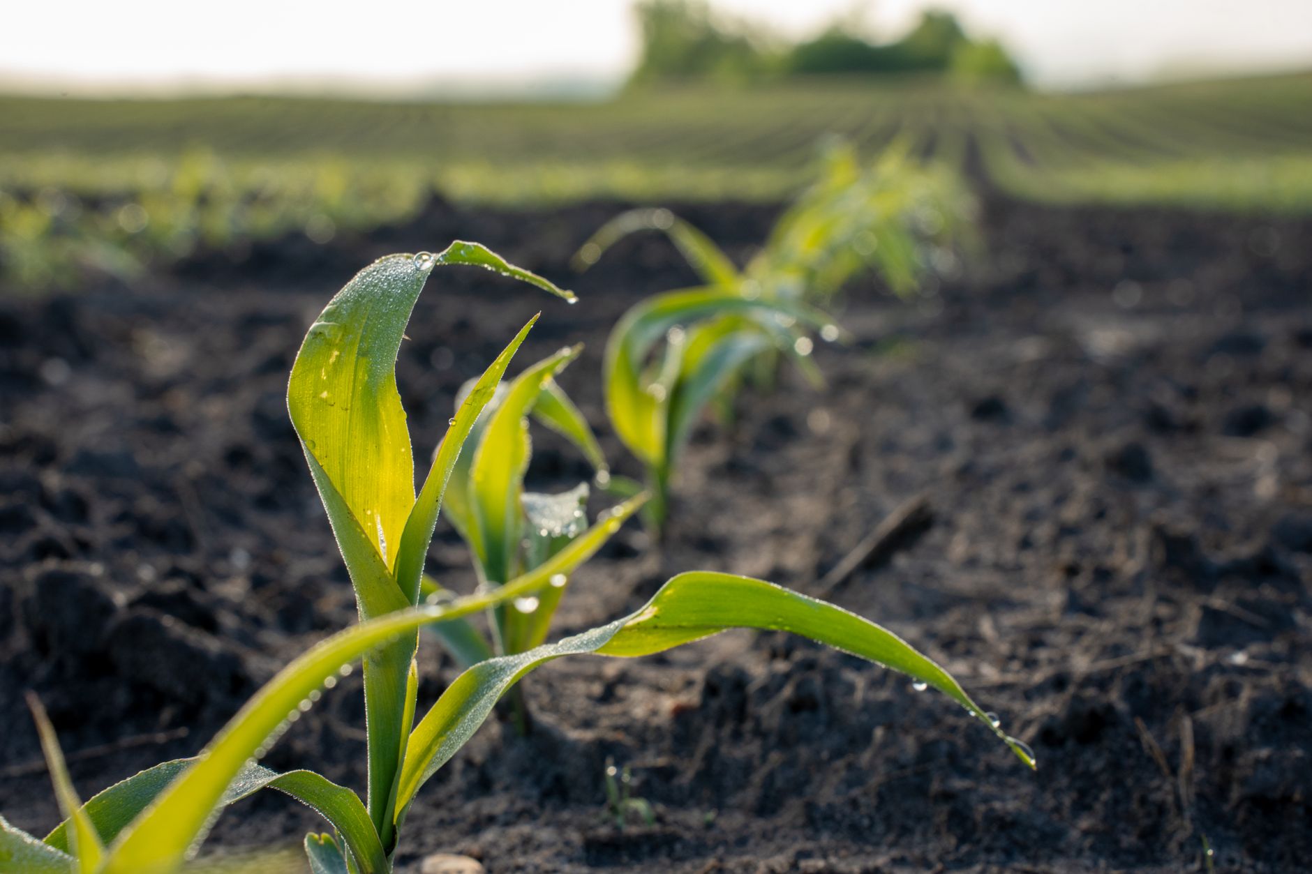 A researcher kneels in a cornfield collecting a soil core sample for nitrogen testing