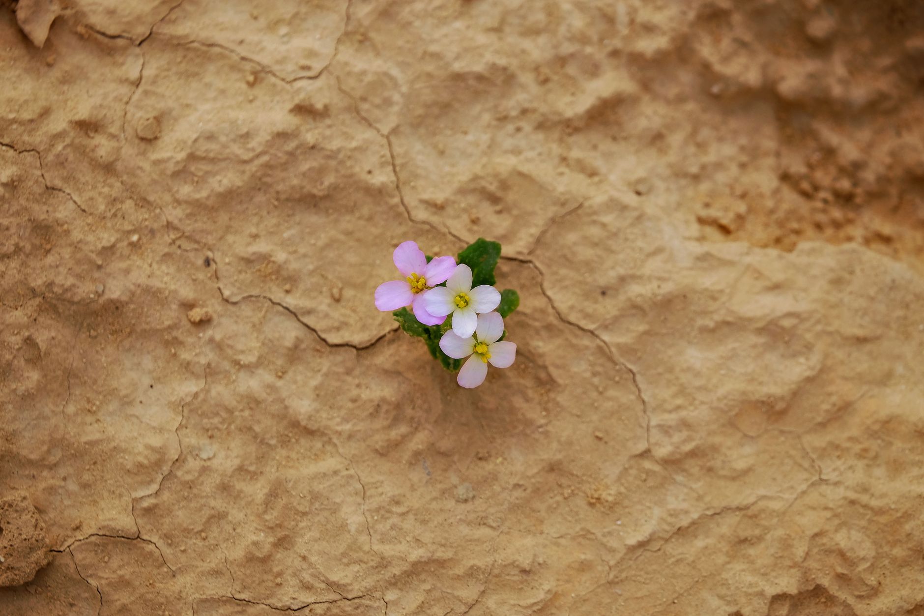 A white-flowering shrub growing in a mulched, drought-tolerant garden bed lined with stone edging